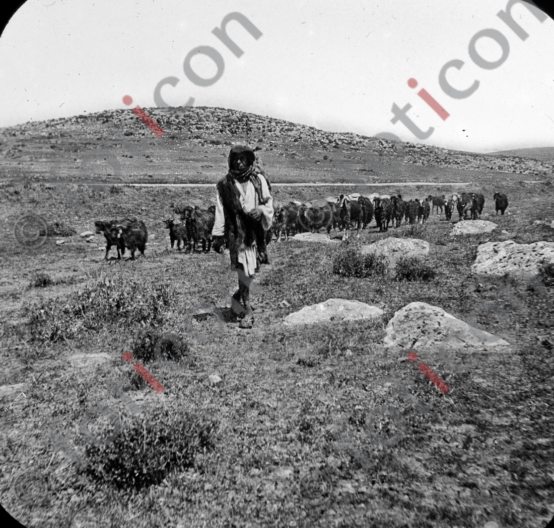 Hirte in Palästina | Shepherd in Palestine - Foto foticon-simon-149a-027-sw.jpg | foticon.de - Bilddatenbank für Motive aus Geschichte und Kultur